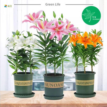 静候花开 重瓣香水百合花盆栽四季开花好养易活百合种球带芽混色3个+盆+土+肥 1-2CM其它类商品-全利兔-实时优惠快报