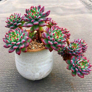 banliannu 大多肉植物蓝非悬崖老桩稀有办公桌带盆栽花卉绿植爆盆