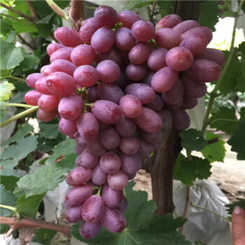 阳光玫瑰葡萄苗当年结果庭院寒爬藤南方北方种植品种葡萄树苗克伦生