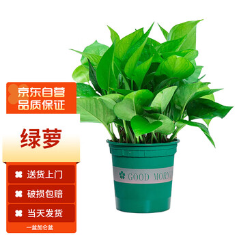 plus、概率券:墨一 绿萝盆栽 叶长藤盆景水养 110加仑盆绿萝（一盆装）其它类商品-全利兔-实时优惠快报