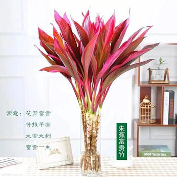 紫竹鸿运当头富贵竹大叶竹水培水养绿植花卉室内客厅净化空气红竹70高