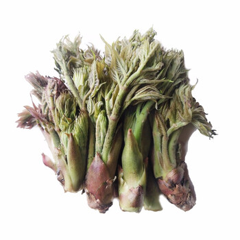 刺龙苞 刺龙芽新鲜应季蔬菜 顺丰速运 500g>粑粑咚(ba ba  dong)>叶菜