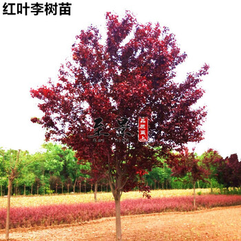 红叶李树苗紫叶李小苗彩色红叶植物盆栽庭院景观树风景树园林绿化苗