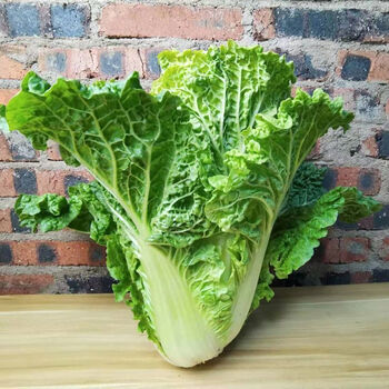 贵州青麻叶白菜农家老品种大白菜新鲜蔬菜火锅青麻菜露天包心青菜新鲜