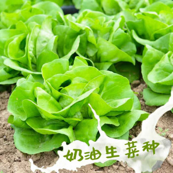 小白菜种籽阳台菜种盆栽蔬菜孑小青菜种 奶油生菜原装千粒【图片 价格