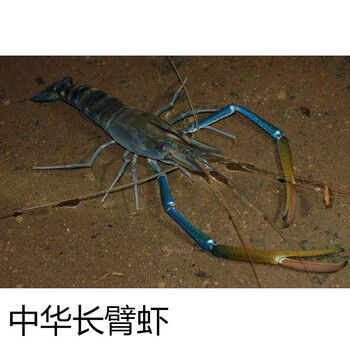 楠苑秋颖淡水虾冷水虾除藻虾长臂大眼贼虾观赏食用虾大长脚虾长臂虾