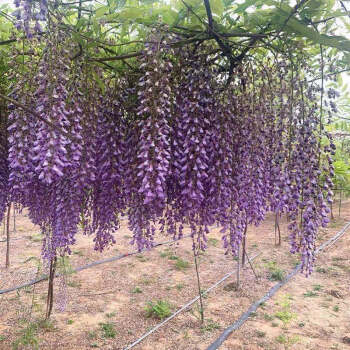 日本长穗紫藤萝花苗爬藤植物藤蔓紫藤花树苗盆栽老桩四季开花庭院紫