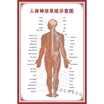 人体内脏解剖示意图医学骨骼肌肉器官血管血液结构图医院海报神经示意