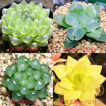 【现货现发】玉露多肉植物组合十二卷花卉盆栽黄金玉露冰灯冰川室内