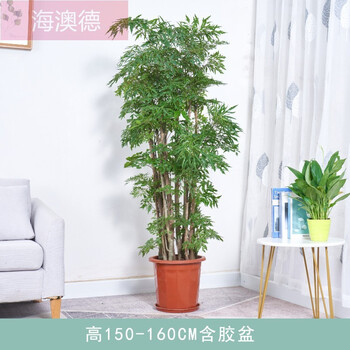 羽叶福禄桐盆栽细叶大型室内盆景名贵金钱兜植物客厅吸绿植福禄桐高