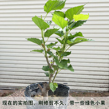 桑葚苗四季盆栽室内桌面桑树苗带果庭院阳台种植果树当年结果桑椹带