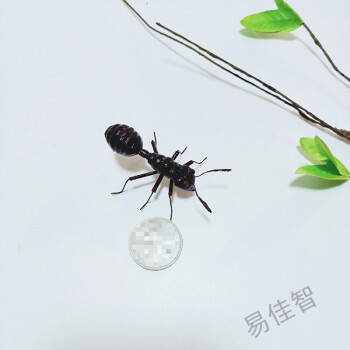 甄萌仿真蜜蜂装饰动物模型昆虫摆件农场拍摄道具diy创意蚂蚁黑色