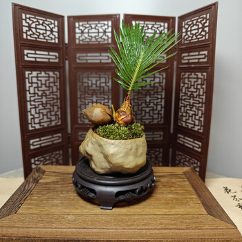 宁频 绿植盆栽 铁树宝宝+石头盆+小圆底全利兔-实时优惠快报