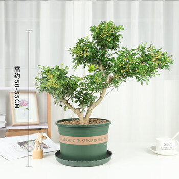 米兰花盆栽浓香型室内花卉绿植大独杆盆景d7米兰老桩造型盆景拍下随机