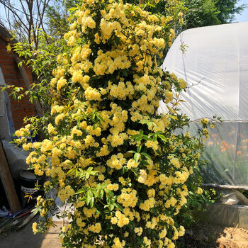 赐舍香花苗爬藤植物多花勤花阳台庭院盆栽浓香白黄木香掌柜黄木香112