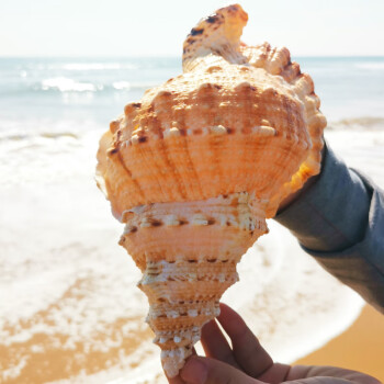 天然海螺壳超大摆件 真海螺贝壳摆件鱼缸造景海的声音