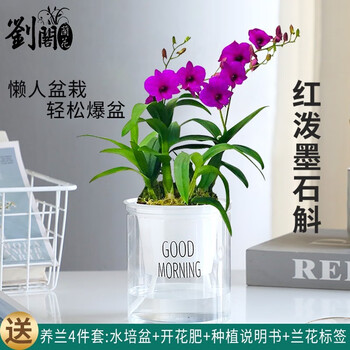 劉閣蘭花 兰花苗 七彩紫叶石斛兰 冬带花苞泼墨香水盆栽好养室内外花卉绿植 红泼墨石斛带3花配水培盆全利兔-实时优惠快报