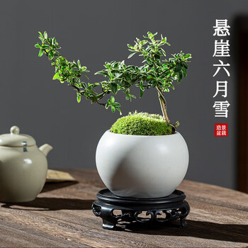KaiShiguo Plants 开时果 悬崖六月雪盆栽 白玉陶瓷盆+苔藓+底托其它类商品-全利兔-实时优惠快报