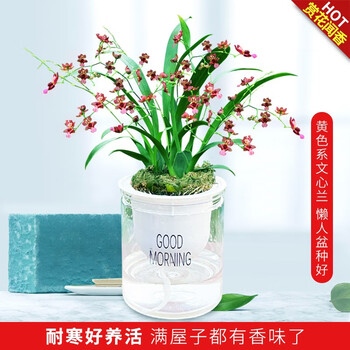 京东PLUS：劉閣蘭花 懒人3色文心兰奶香味兰花苗梦香现带花苞出售 香水文心兰花卉盆栽 红色多苗带3小花剑，带懒人盆全利兔-实时优惠快报