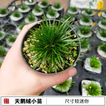 盆景黄金姬虎须菖蒲植物办公室盆栽四季常青绿植明黄色天鹅绒带盆栽好