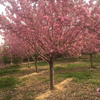 正宗日本樱花树苗樱花小苗庭院地栽盆栽花树园林植物风景树12公分品种