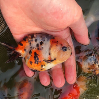 宠以沫(chong yimo)兰寿活鱼红寿红白寿花寿福寿金鱼观赏鱼鱼苗冷水鱼
