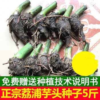 5斤正宗广西荔浦芋头种子苗种植苗槟榔紫藤香芋新鲜蔬菜种苗育苗