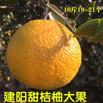 甜桔柚新鲜水果建阳橘柚福建桔子年货大果礼盒装10斤黄金柑非庆元大果