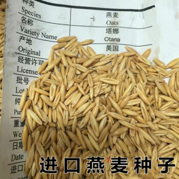 燕麦种子 进口牧草 鱼陆龟荷兰猪兔子饲料 草籽种植绿肥 进口燕麦