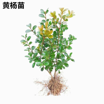 黄杨树苗 瓜子黄杨小苗 小叶黄杨苗雀舌黄杨球 庭院绿篱笆树苗植物墙