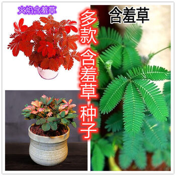 彩叶含羞草花种子奇趣植物害羞草盆栽室内阳台花籽四季易活彩叶含羞草