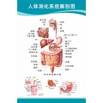 预售年后发镖玛医院科室挂图医院科室头部脑神经人体解剖结构示意图