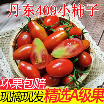 丹东409小柿子小番茄新鲜水果圣女果孕妇草莓铁皮小番茄5斤整箱 3斤