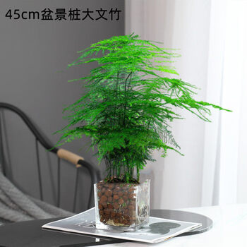 文竹盆栽花卉易活植物室内办公室水培桌面绿植大全苗盆景四季常青