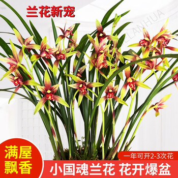 劉閣蘭花 兰花建兰四季兰 小国魂 现带花苞出售浓香四溢室内外花卉盆栽好养 小国魂2苗 配硬塑盆土肥其它类商品-全利兔-实时优惠快报