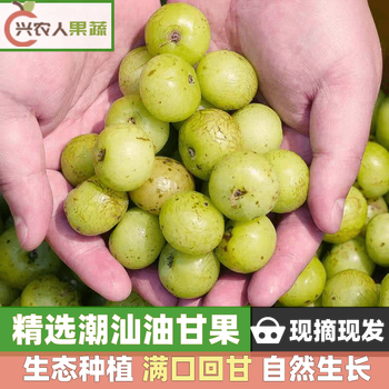 现摘现发潮汕油柑果新鲜当季余甘果回甘奶茶店专用霸气玉油甘子水果