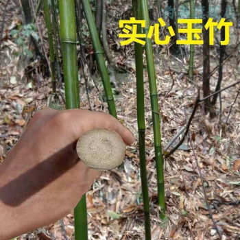 实心竹绿化竹子苗实心文玩玉竹苗盆栽庭院四季常青地栽室内外061厘米1