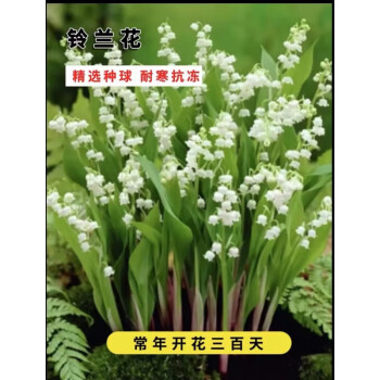 其他品牌浓香型铃兰花苗帯芽花卉绿植室内阳台多年好养四季开花 10支+化肥盆