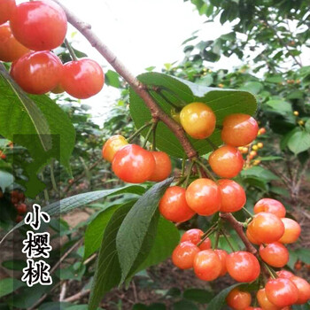 沭飏中国樱桃四川小樱桃树苗农家樱桃树果苗特大盆栽地栽南方北方种植