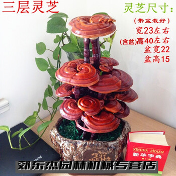 睿格达灵芝盆景成品灵芝盆景盆栽观赏室内客厅办公桌创意装饰趣味种植