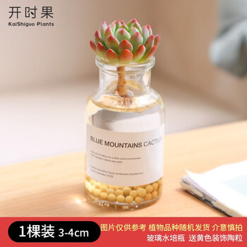 KaiShiguo Plants 开时果 水培多肉植物盆栽带盆 1颗装 加享 黄色装饰陶粒全利兔-实时优惠快报