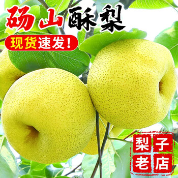 正鲜季 正宗砀山梨酥梨 带箱5斤大果（单果300g+）全利兔-实时优惠快报