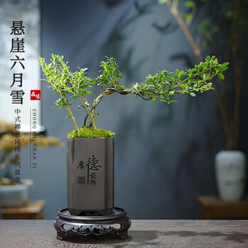 KaiShiguo Plants 开时果 悬崖六月雪盆栽 厚德载物盆+苔藓+底托其它类商品-全利兔-实时优惠快报