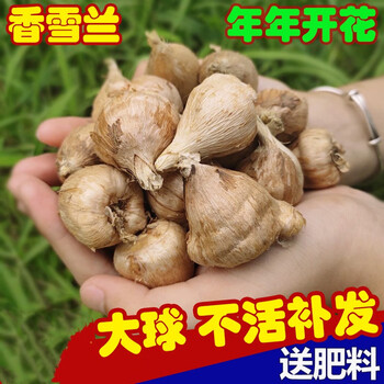 花语笙默 混色花香雪兰种球 1个种球+肥其它类商品-全利兔-实时优惠快报