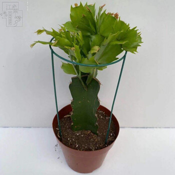 mdng蟹爪兰嫁接蟹爪兰花卉植物室内花仙人掌嫁接蟹爪兰铁架嫁接成品送