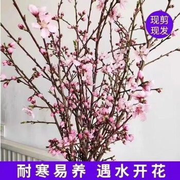 水培干枝桃花 10枝其它类商品-全利兔-实时优惠快报