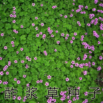 草子种子红白三叶草种子花籽四季青草坪牧草籽多年生易活果园绿肥植物