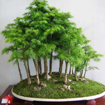 水杉树苗盆景盆栽 50cm高1棵其它类商品-全利兔-实时优惠快报