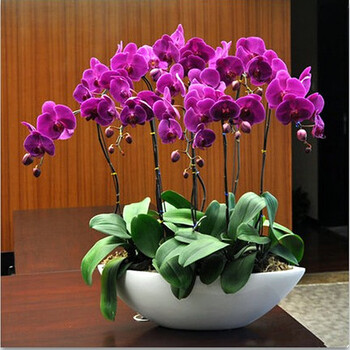 蝴蝶兰苗 当年开花 室内桌面花卉绿植盆栽 蝴蝶兰花苗 兰花盆栽君子兰