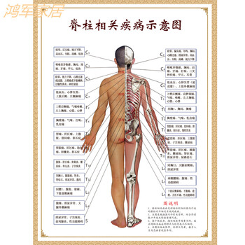 【京东直营】医学骨骼图肌肉挂图脊柱血管分布图人体肌肉神经系统人体